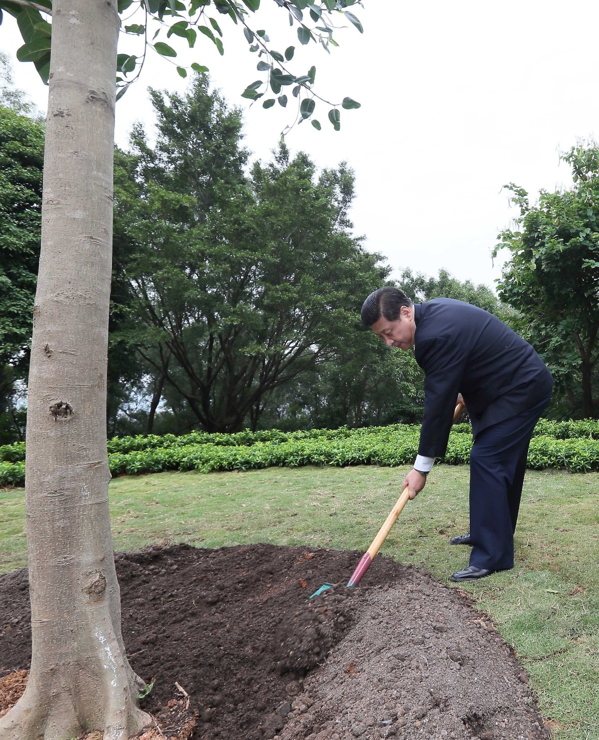2012年12月8日，習(xí)近平在深圳蓮花山公園種下一棵高山榕樹。