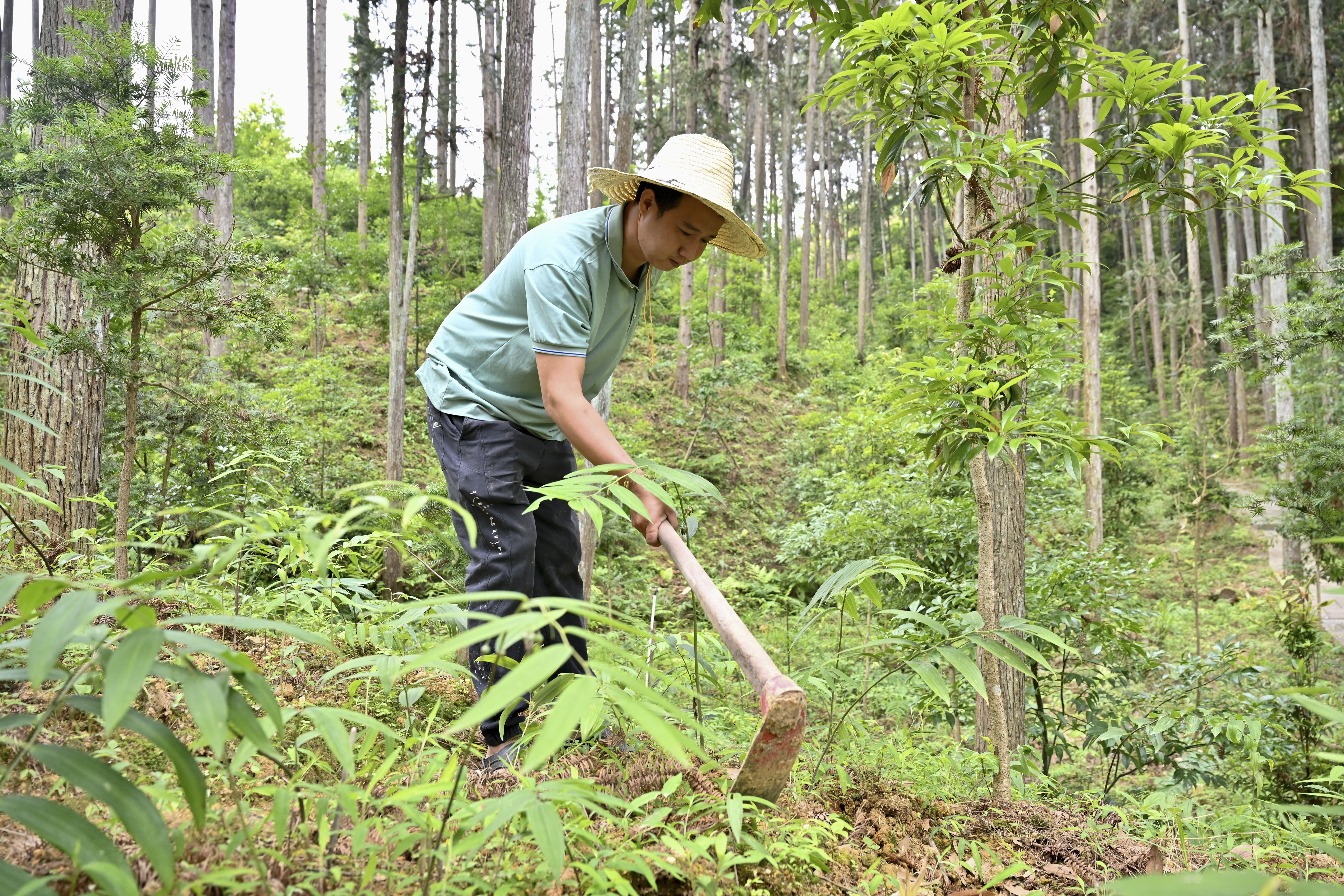 2024年5月9日，福建省三明市馬巖林下經(jīng)濟種植示范基地工人在管理林下種植的多花黃精。