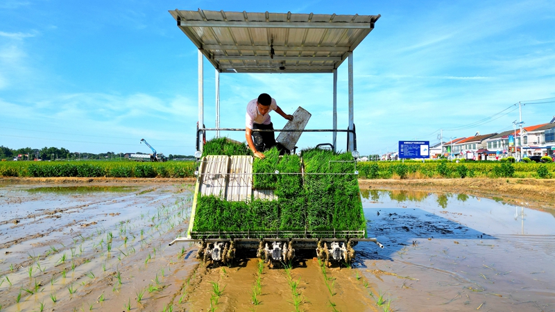 戴宏在無(wú)人駕駛的插秧機(jī)上作業(yè)。常德日?qǐng)?bào)社 王明睿 攝