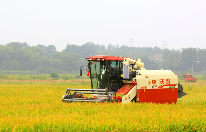 早稻收割忙，農(nóng)機(jī)來(lái)助力。常德市鼎城區(qū)融媒體中心供圖